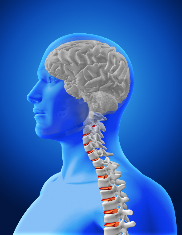 REFLEX ACTION ASSOCIATED WITH SPINAL CORD
