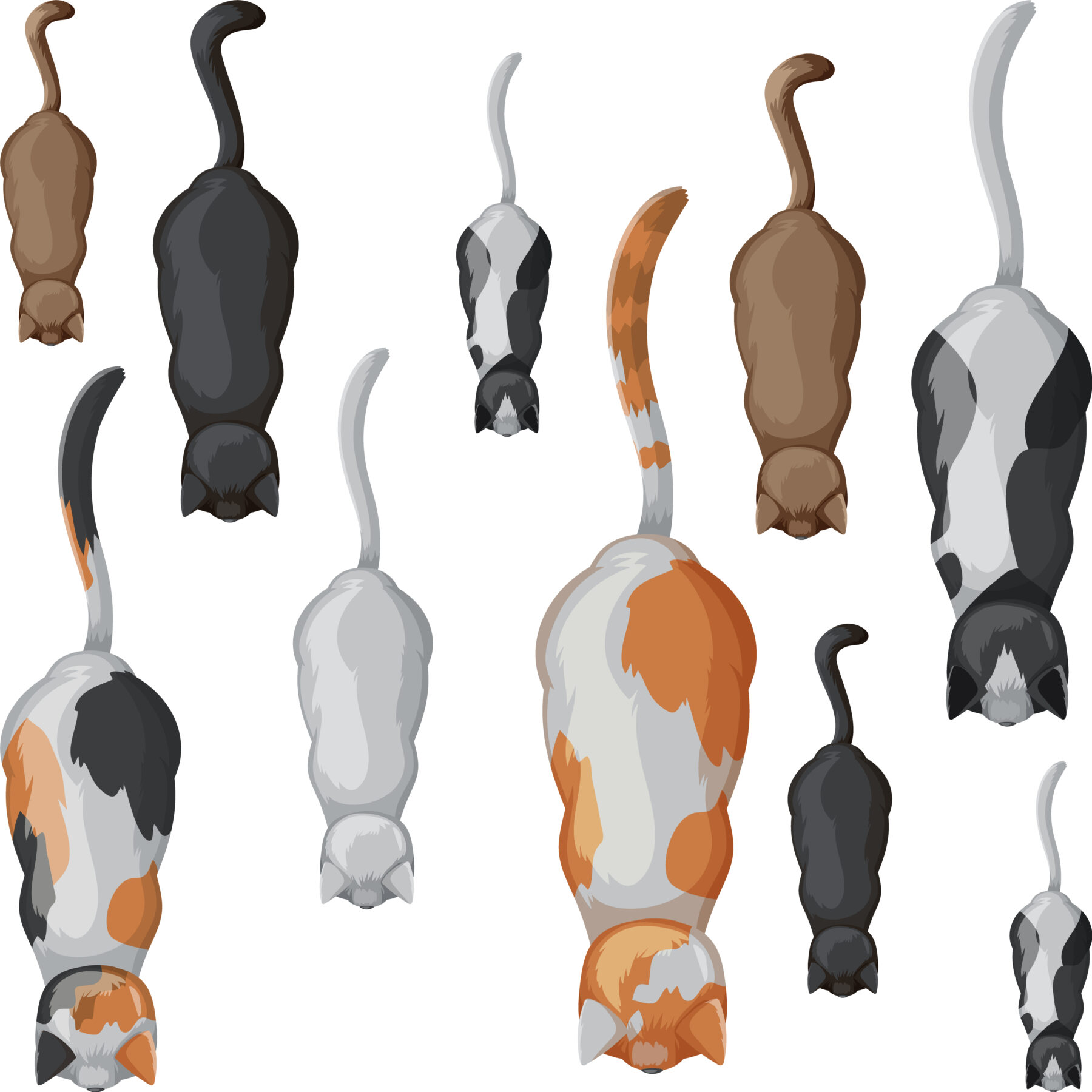 Evolution and Variation