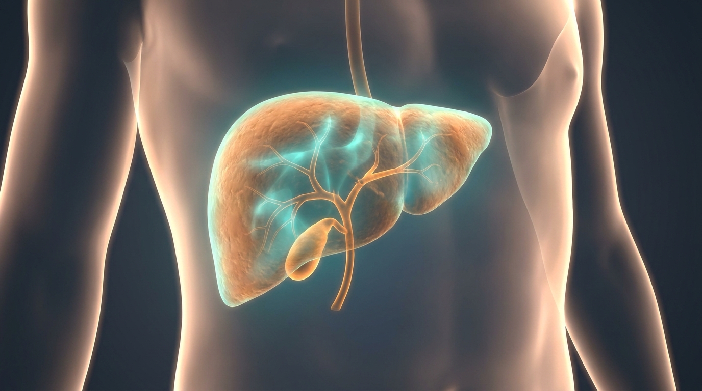 Human liver and bile duct anatomy illustration showing high ALP causes